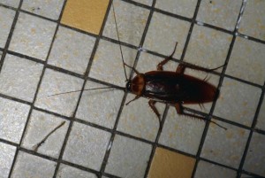 pests in the philippines