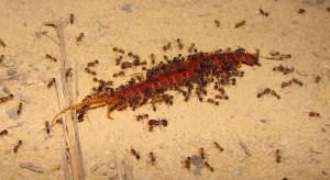 pests in the philippines